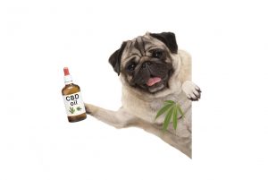 cbd-pet-cbd-oil-dog-istock-2018